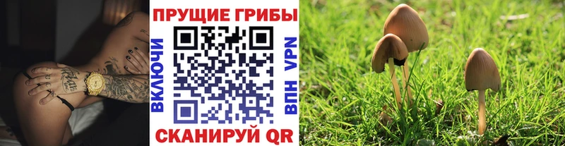 Псилоцибиновые грибы прущие грибы  Купить закладки  Могоча 